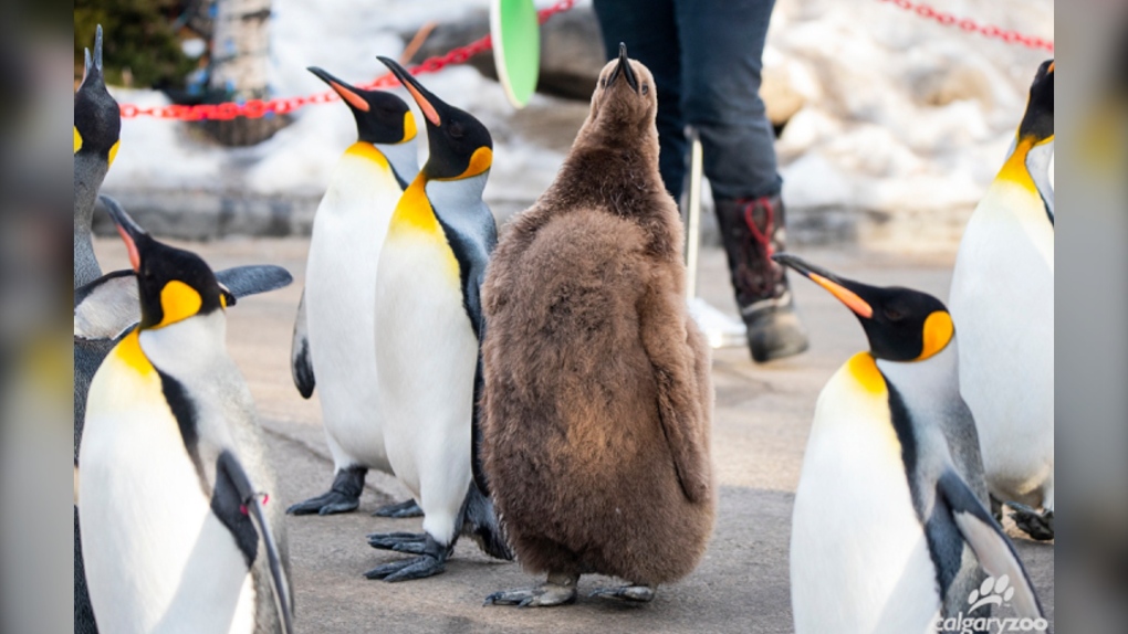 Calgary Zoo king penguin Boudicca 