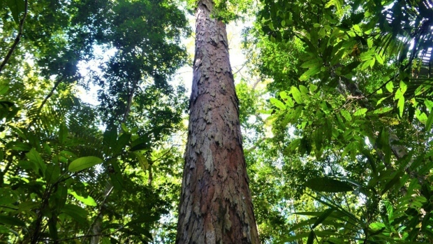 Le foreste possono passare da un “bacino” di anidride carbonica a una “sorgente” entro il 2050