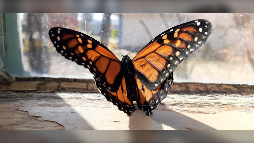 Freddy the monarch butterfly