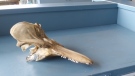 The missing porpoise skull is pictured: (Shaw Centre for the Salish Sea)