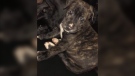 The dog is an eight-week-old brindle bull dog named 'Solider'. (Courtesy Chatham-Kent police)