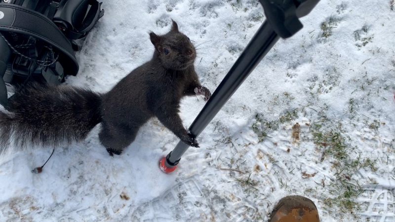 A squirrel approaches the camera in London, Ont. on Tuesday, Jan. 19, 2021. (Marek Sutherland / CTV News)