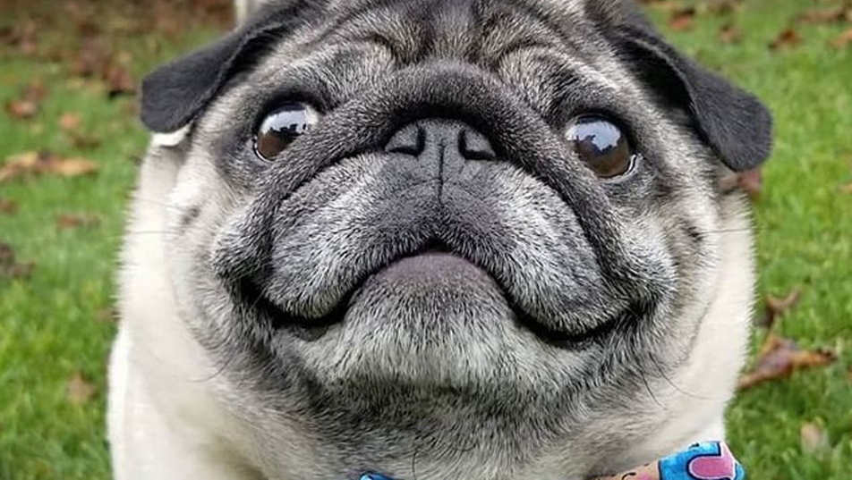 Instagram-famous Toronto pug receives more than $30,000 in donations