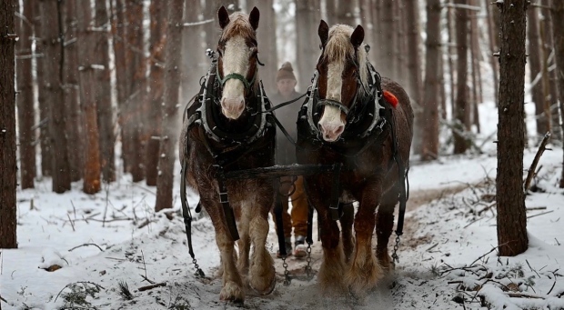 The Ottawa Valley's Horse Logger Alec McGrath: More than 60 winters in ...