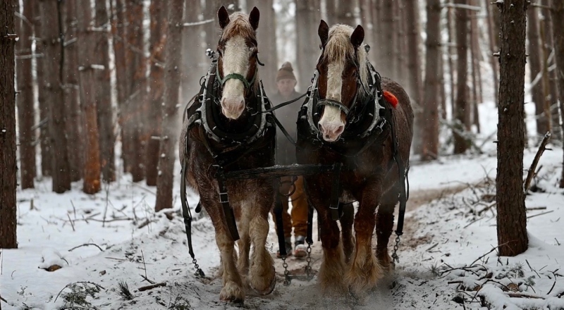 Horse Logger Alex "Alec" McGrath has been skidding timber for more than 60 winters in the Upper Ottawa Valley. (Joel Haslam/CTV News Ottawa)