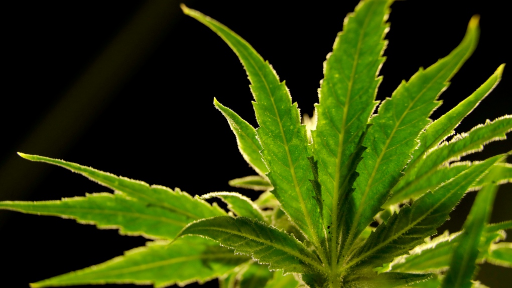 Marijuana Legalization Landscape