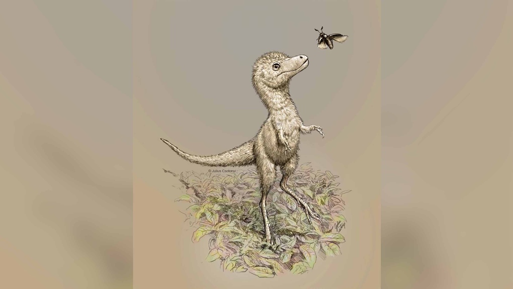 Juvenile Tyrannosaur illustration