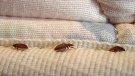 This undated file photo provided by Orkin LLC shows bed bugs. THE CANADIAN PRESS/AP - Orkin LLC