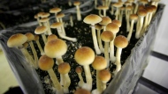 In this Aug. 3, 2007, file photo, psilocybin mushrooms are seen in a grow room at the Procare farm in Hazerswoude, central Netherlands. (AP Photo/Peter Dejong, File)