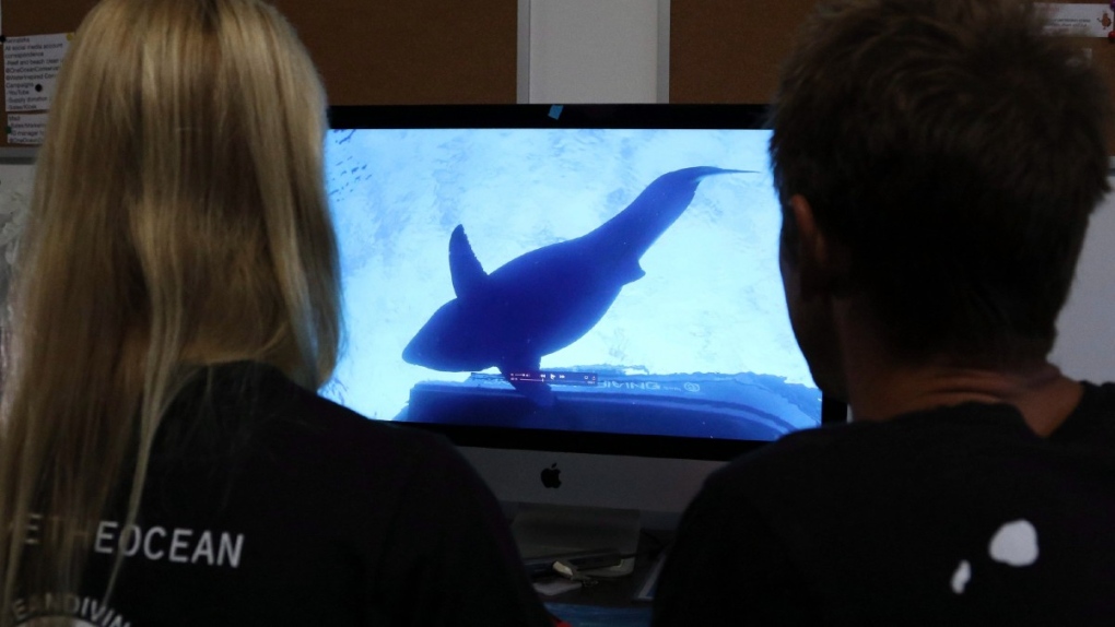 Looking at great white shark encounter footage