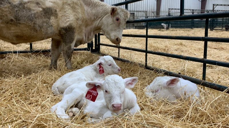 These triplet calves were born a week ago.  (Photo: Marc Smith)