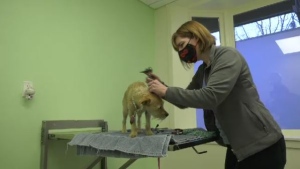 The Canadian Veterinary Medical Association predicts that B.C. will be short 500 veterinarians by 2023: (CTV News)