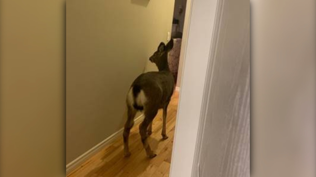 Deer intruder 