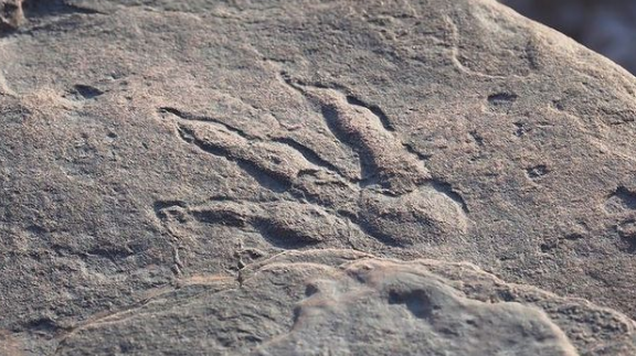 Una bambina di quattro anni vede le impronte dei dinosauri sulla spiaggia del Galles