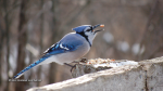A Bluejay at the Beaver Trail. (Malissa Lombardo/CTV Viewer)