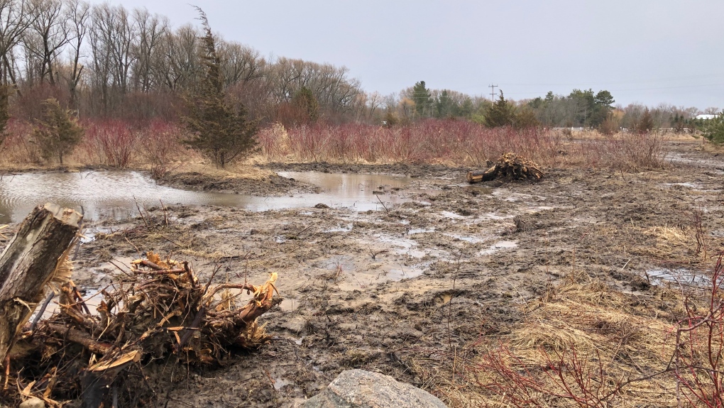 Luck Conservation Area in Innisfil Wetland Project