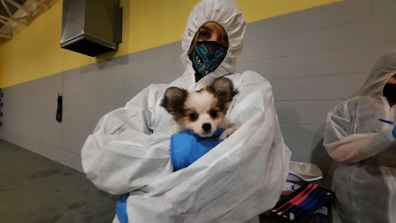 The animals are Chihuahua crosses and one Shih-Tzu cross. (BC SPCA)