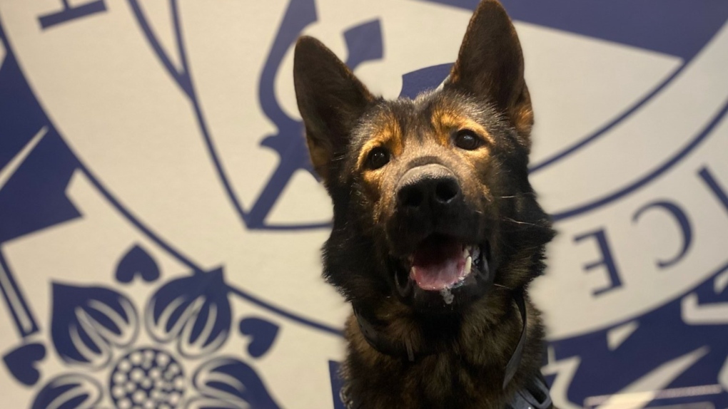 Newly integrated police dog unit nabs first suspect after knifepoint  robbery in Victoria | CTV News