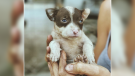 Stray puppy in Tulum being readied for adoption. (@TheTejido/Instagram)