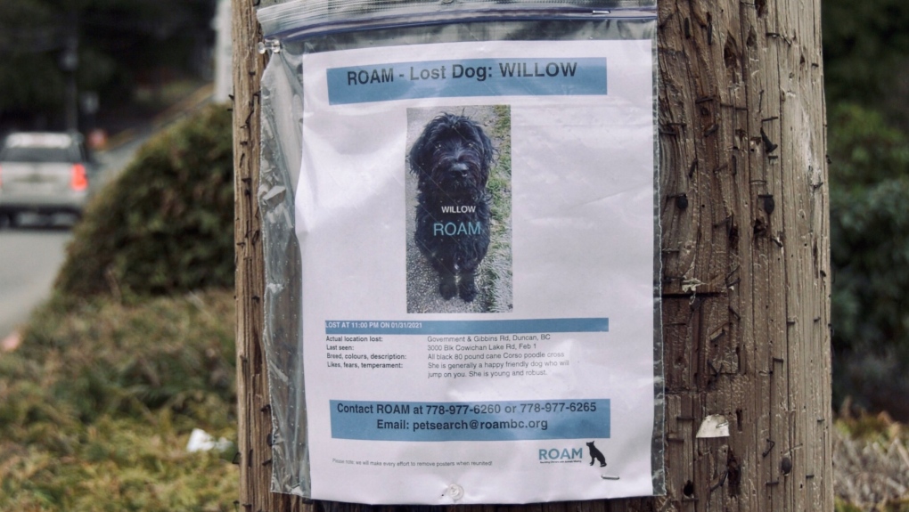 missing dog roam