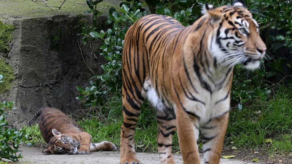 Sumatran tiger AFP