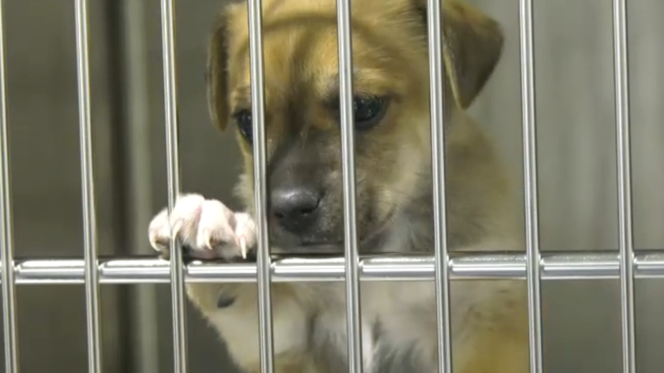 Alberta Animal Rescue Crew Society opens shelter in Edmonton | CTV News