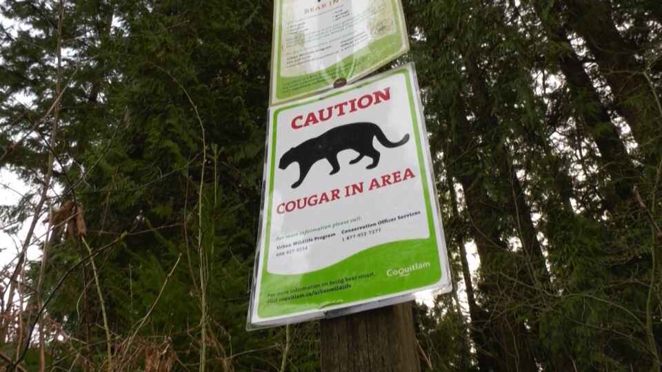 Another cougar attack on puppy