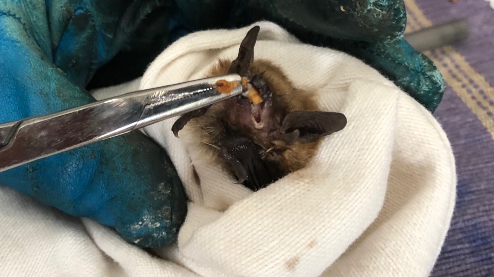 Bats recovering 