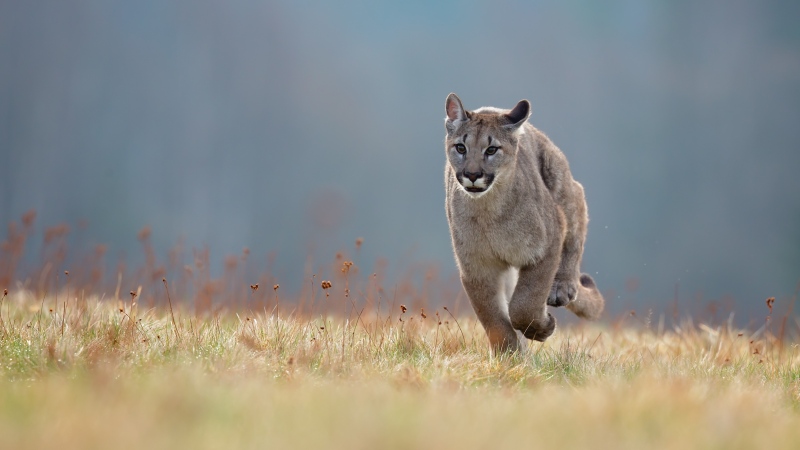A cougar is seen in a file photo. (Shutterstock.com)