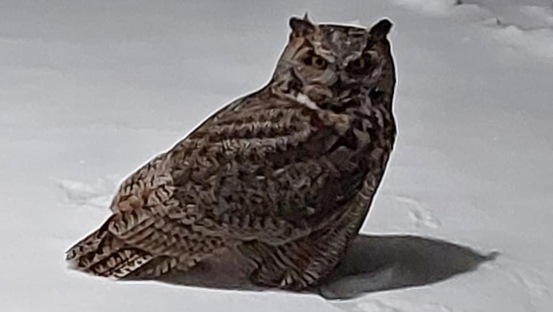 A Manitoulin Island family is grieving the loss of their dog after it was attacked by a Great-Horned owl.  (Photo courtesy of Sherry Anderson McFarlane)