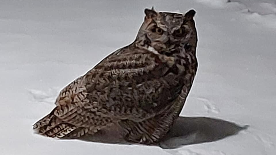 Great-Horned owl