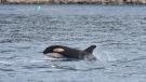 The orcas, including the new calf, were spotted on Wednesday morning: (Center for Whale Research)