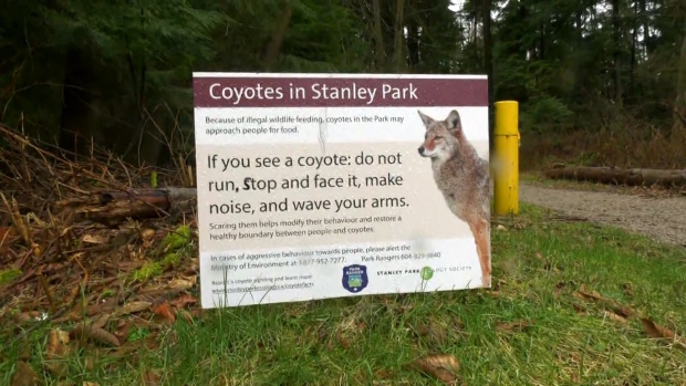 I Survived the Stanley Park Coyotes' Lunch Bag