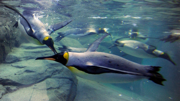Il fotografo scatta una foto una volta nella vita di un pinguino giallo