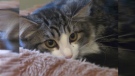 Spay and neuter program targets cats