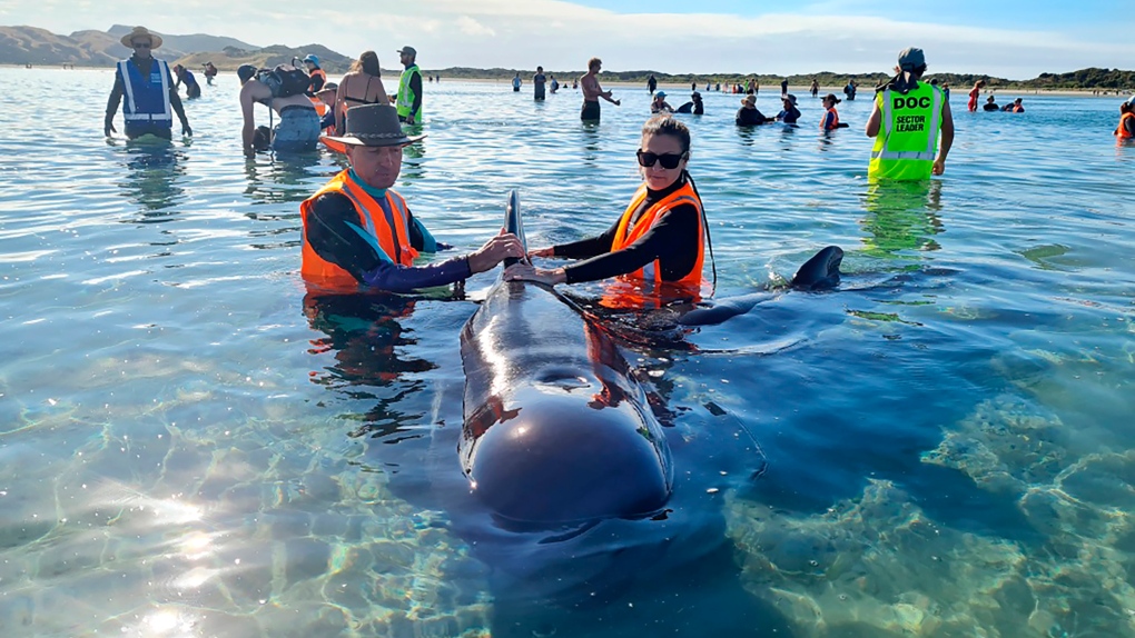  rescuers work to save pilot whales