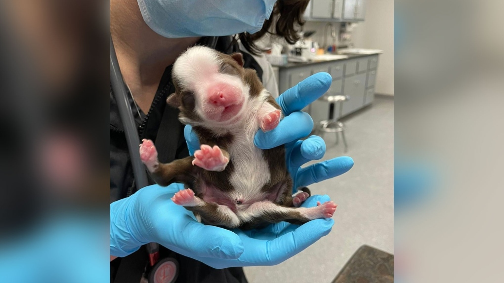 Puppy born with six legs is a 'miracle,' vet hospital says | CTV News