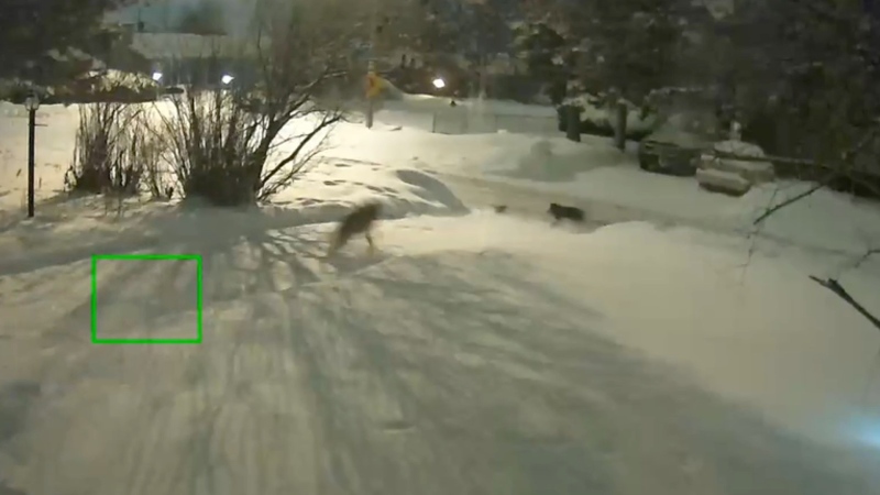 Two wild coyotes seen chasing a rabbit right outside Jacqueline Bolton’s Nepean house from her security camera. (Photo courtesy: Jacqueline Bolton)