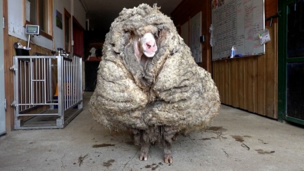 Baarack from the Brink: pecore selvatiche salvate in Australia triturate da 35 kg di lana