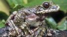 This undated file photo provided Tuesday, Nov. 3, 2009 by IUCN, International Union for Conservation of Nature, shows a Rabbs Fringe-limbed Treefrog, Ecnomiohyla rabborum. (AP Photo/IUCN, Brad Wilson)