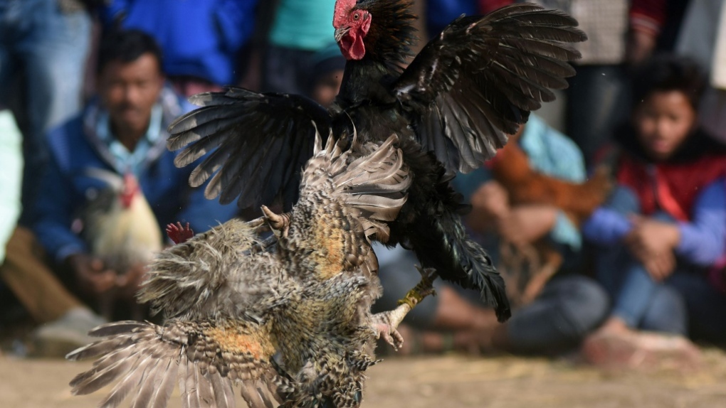 Cockfighting AFP