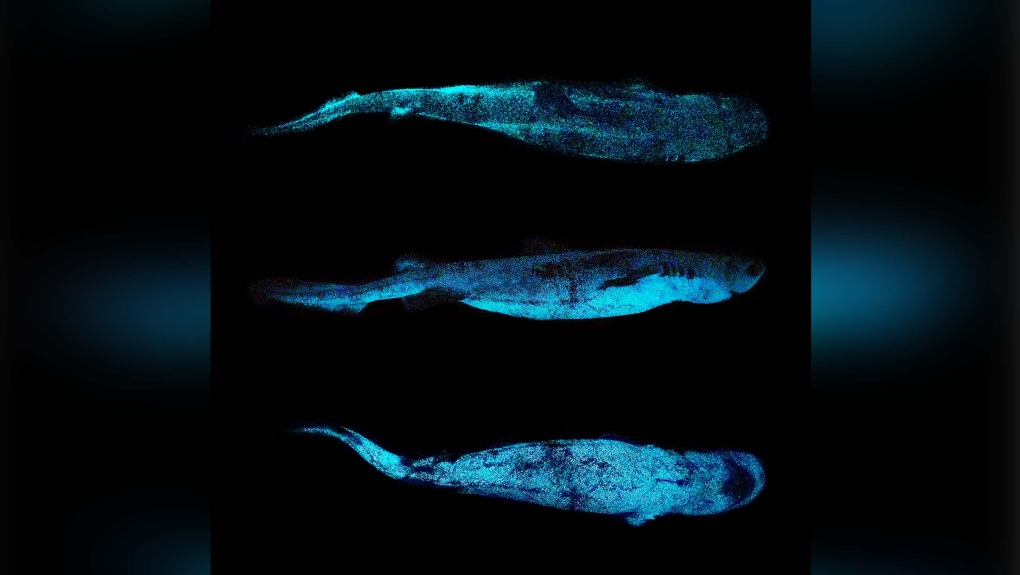 Bioluminescent Shark