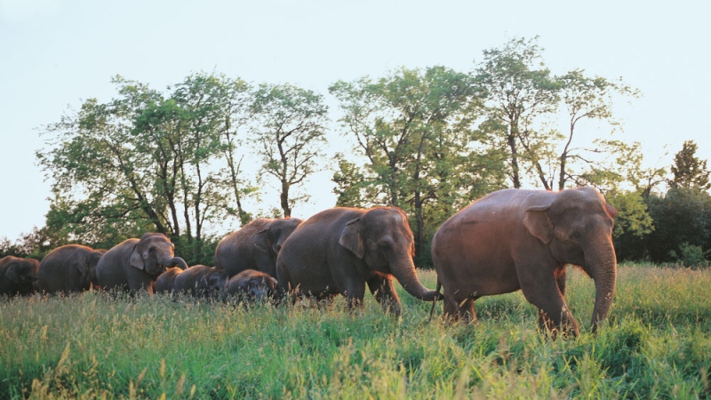 Elephants at the African Lion Safari can be seen in this photo. (African Lion Safari website)