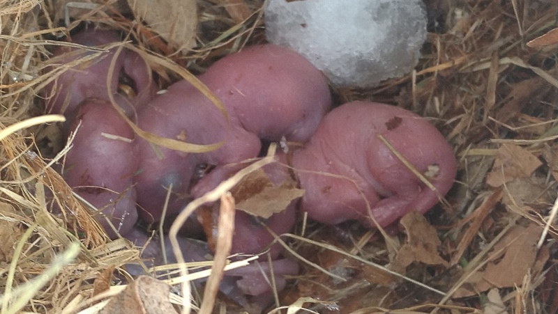 Skedaddle Humane Wildlife Control says it found a litter of squirrels in the snow on an Ottawa rooftop, March 5, which they say is earlier than normal. (Photo submitted by Skedaddle Humane Wildlife Control)