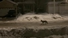 Chris McLeod captures video of a wild coyote right outside his house in Riverside South. (Photo courtesy: Chris McLeod)