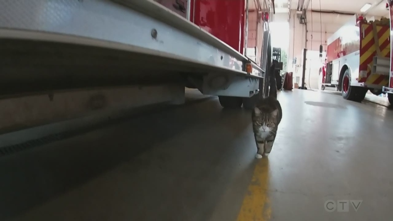 "This feline's got her firefighters' backs." Adam meets a cat that has become an unexpected and long-serving member of the Metchosin Fire Department.