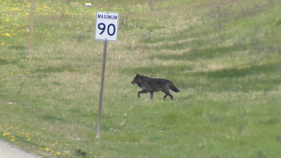 wolf, Kananaskis, Highway 541