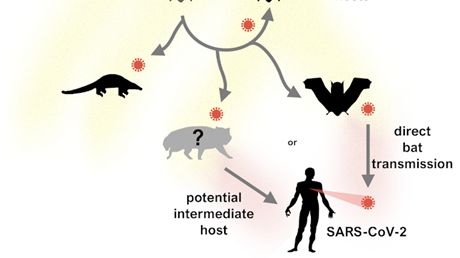 proposed evolution of SARS-CoV-2