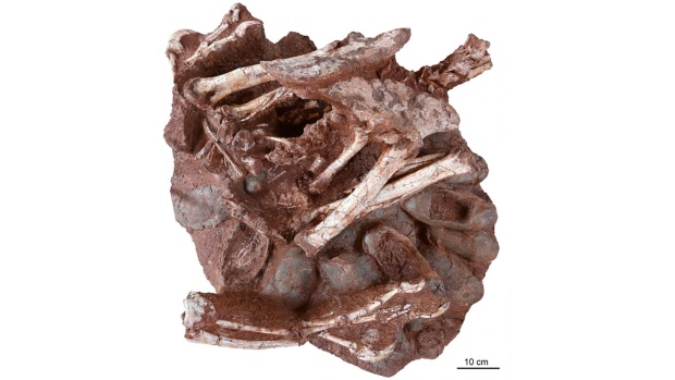 I ricercatori hanno scoperto un dinosauro conservato seduto su un nido d’uovo con embrioni fossilizzati