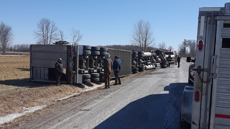 Emergency responders and local farmers helped to corral more than 80 cows that had scattered after the livestock trailer they were in crashed near Pakenham, Ont. Mon., March 15, 2021. (Photo provided by the Ontario Provincial Police)